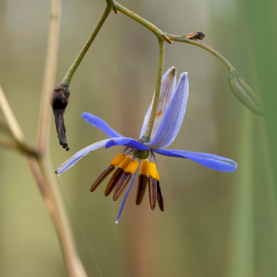 Dianella revoluta 'Spreading Flax Lily' 14cm