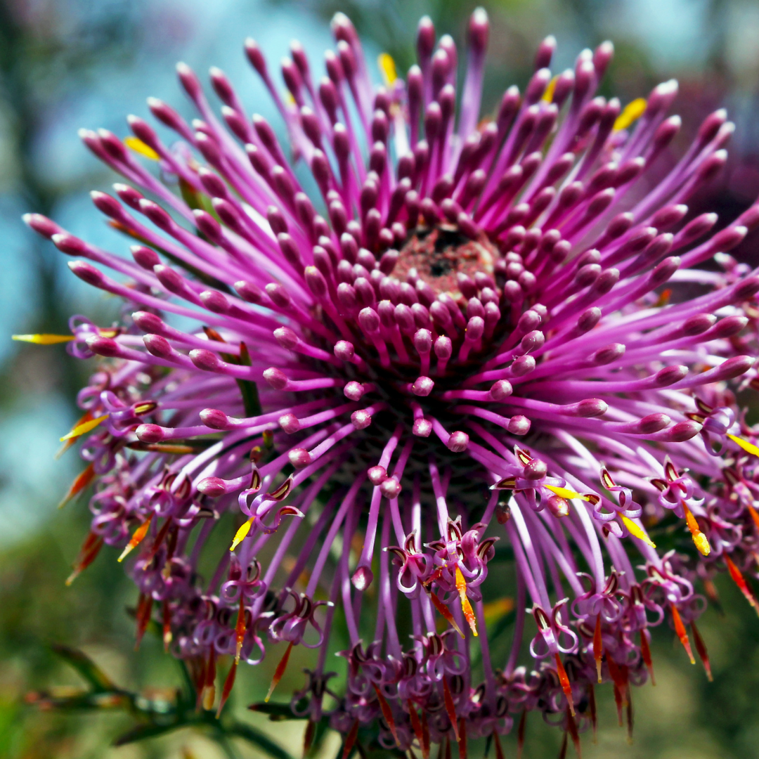 Isopogon formosus 14cm