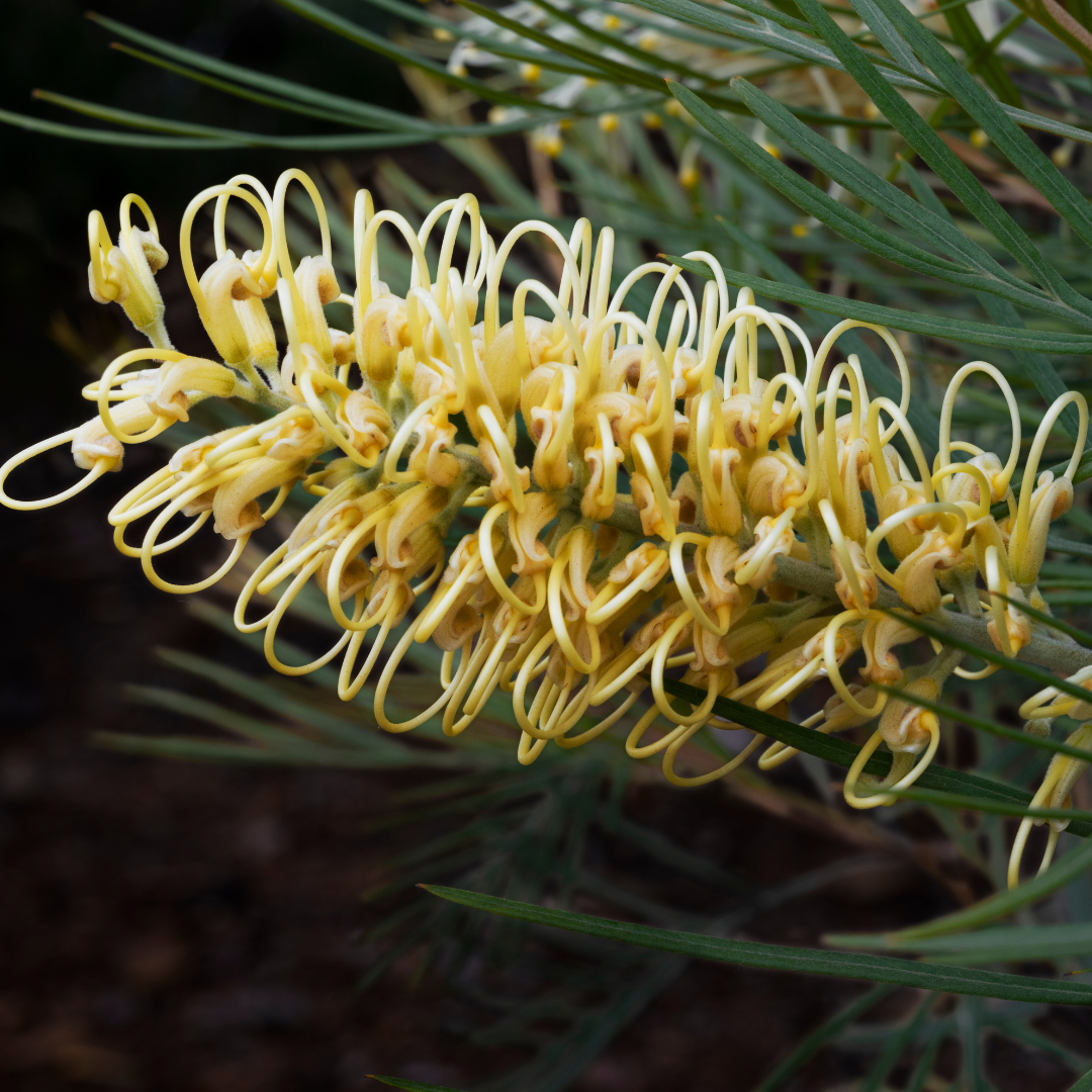 Grevillea 'Moonlight' 20cm