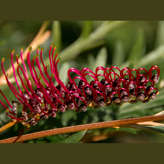 Grevillea 'Bronze Rover' 20cm