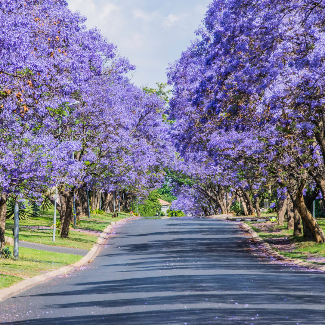 Jacaranda mimosifolia 20cm