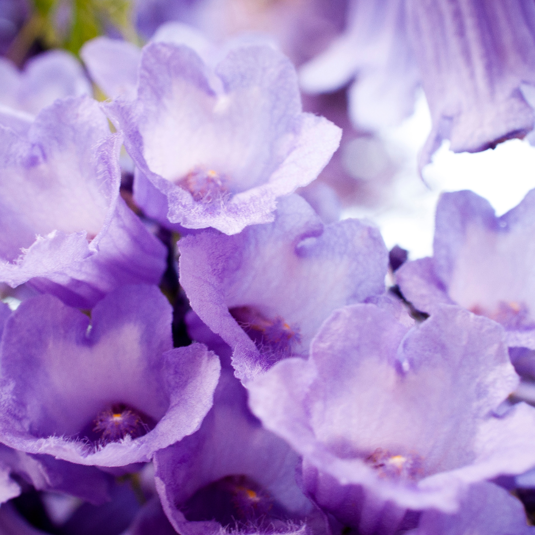 Jacaranda mimosifolia 20cm