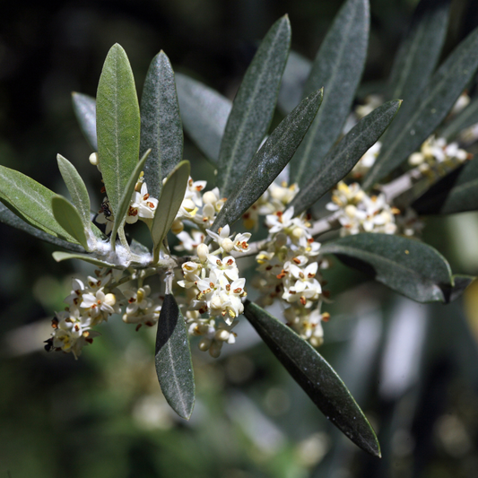 Olive 'Tolleys Upright' Olea europaea 18cm