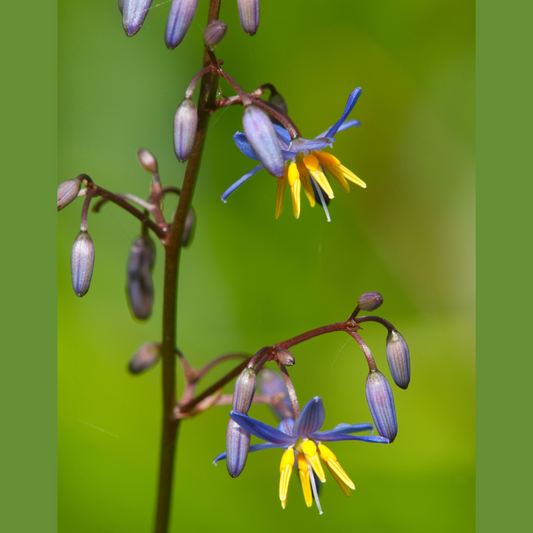 Dianella tasmanica 14cm