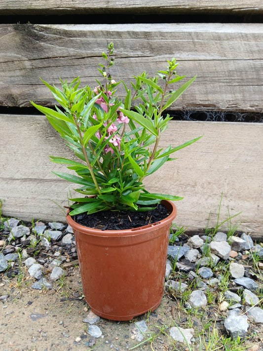 Angelonia 10cm