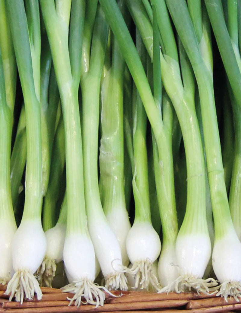 White Lisbon Spring Onion Winter Hardy 650 Seeds