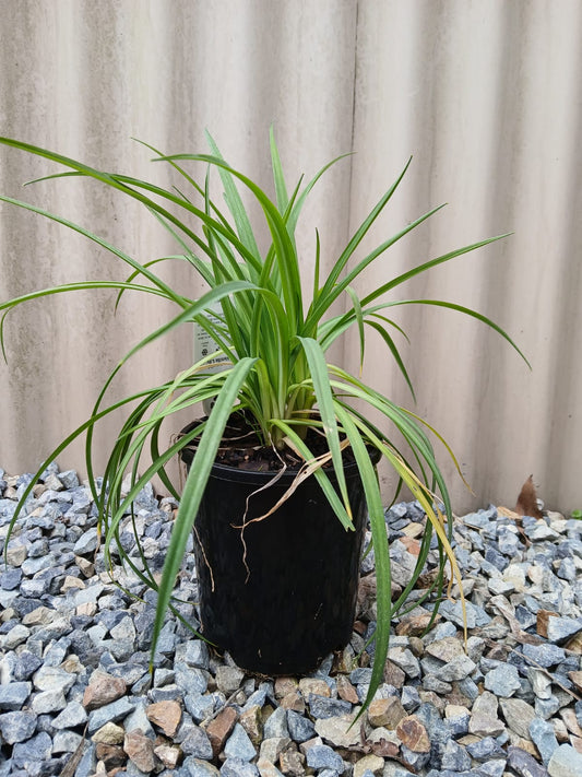 Arthropodium milleflorum 'Vanilla Lily' 14cm