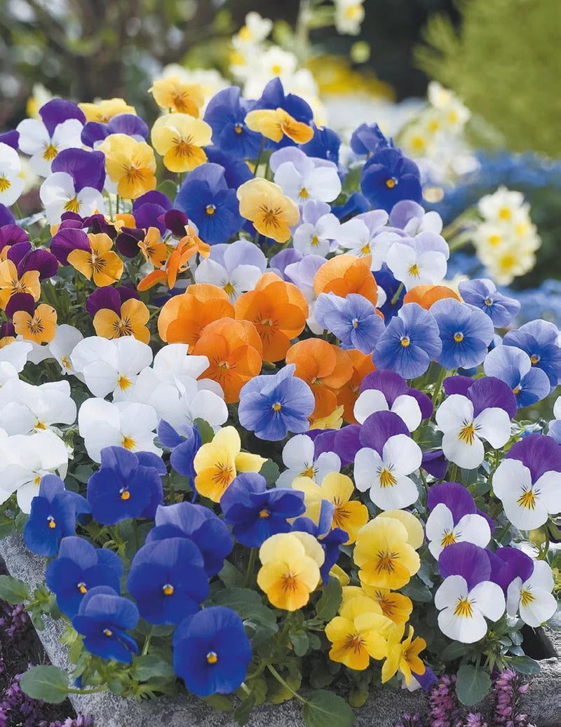 Viola Floral Power F1 Viola Mixed 30 Seeds