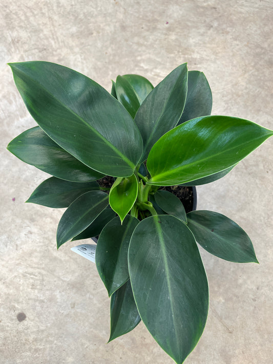 Philodendron 'Green Princess' 20cm