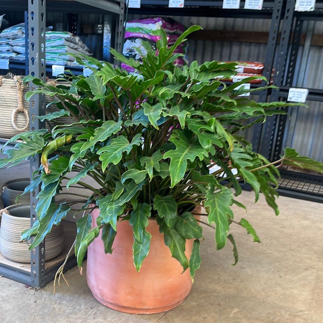 Philodendron Xanadu 30cm