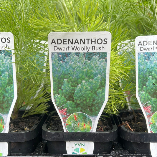 Adenanthos sericeus ‘Dwarf Woolly Bush 7cm
