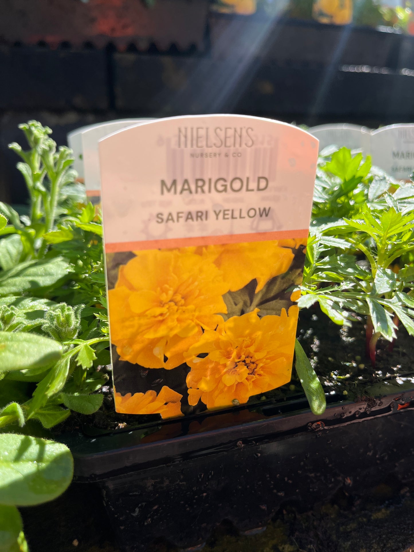 Marigold Safari Yellow Punnet