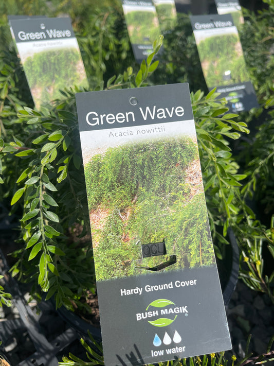 Acacia 'Green Wave' 20cm