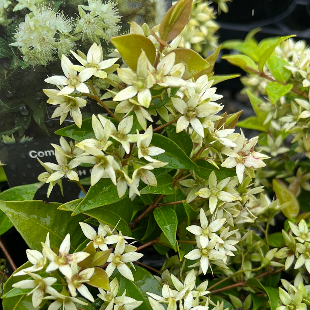 Backhousia myrtifolia 'Mini Cini' 14cm