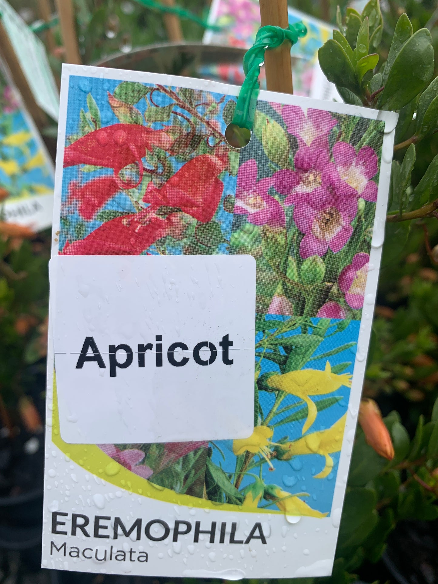 Eremophila maculata Apricot 14cm