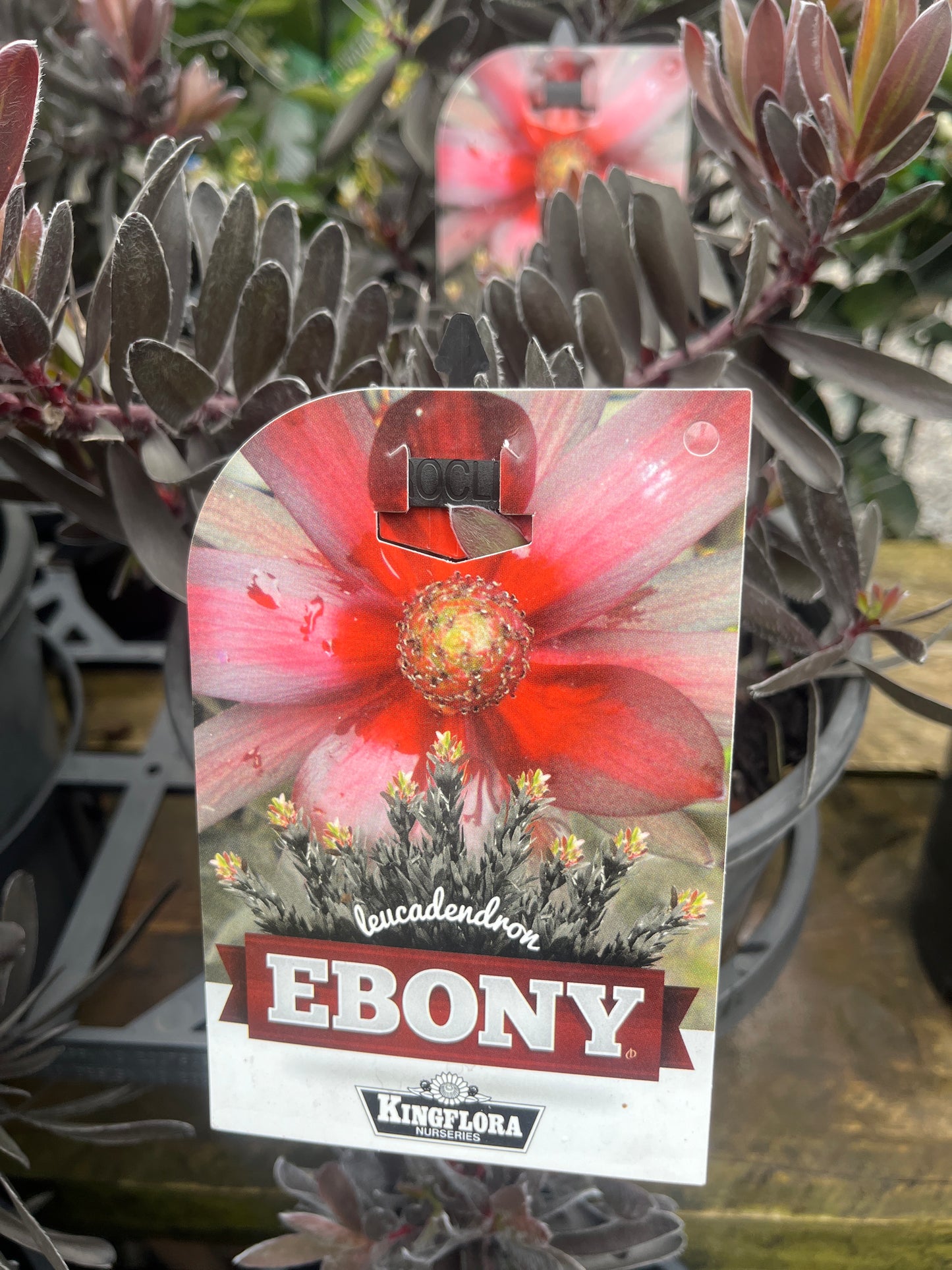 Leucadendron 'Ebony' 20cm