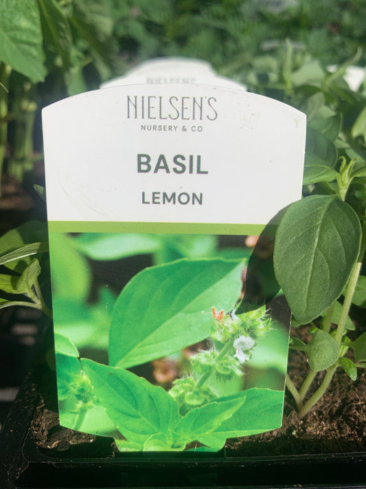 Basil Lemon Punnet