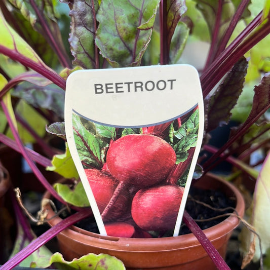 Beetroot 100mm