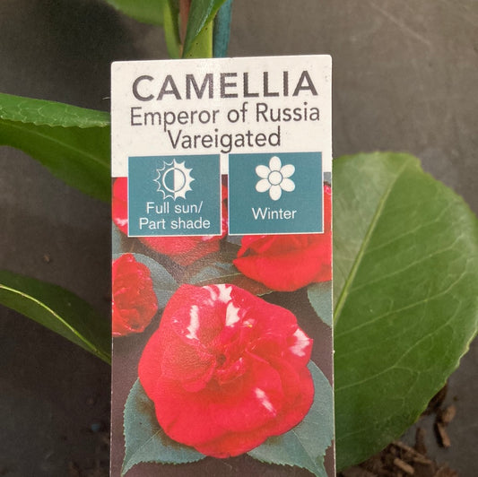 Camellia ‘emperor of Russia’ 7cm