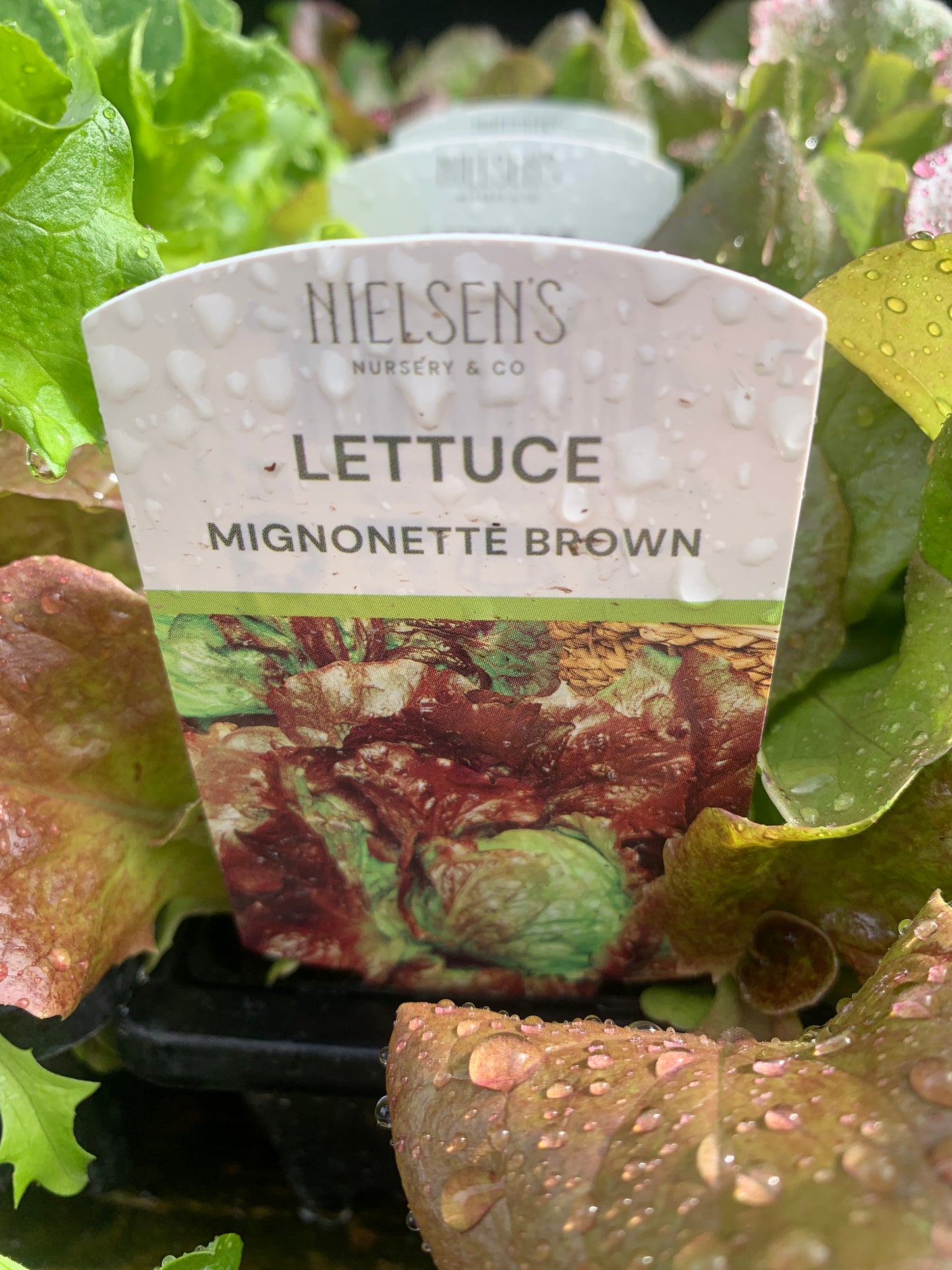 Lettuce Mignonette Brown Punnet