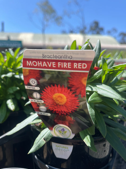 Bracteantha 'Mohave Fire Red' 14cm