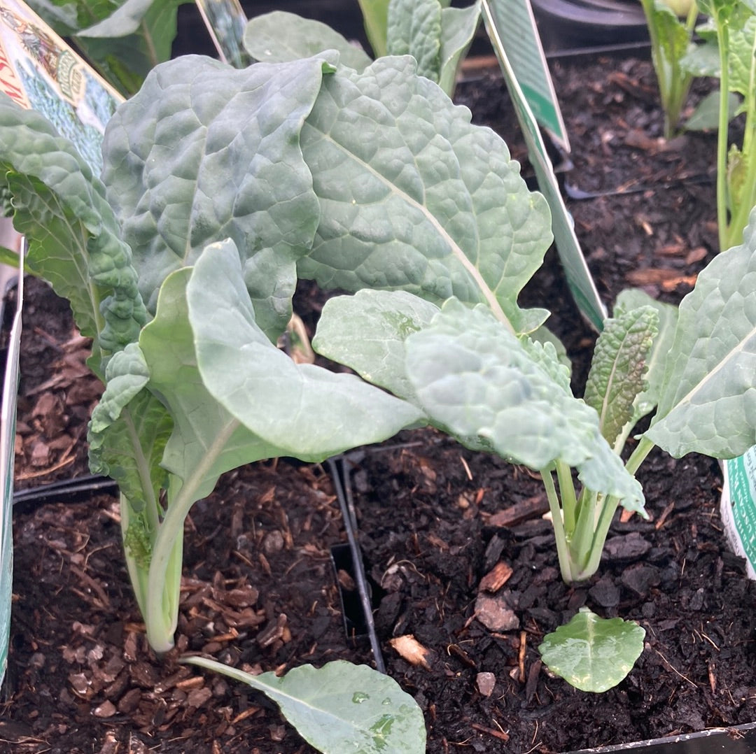 Kale ‘Tuscan black’ 10cm