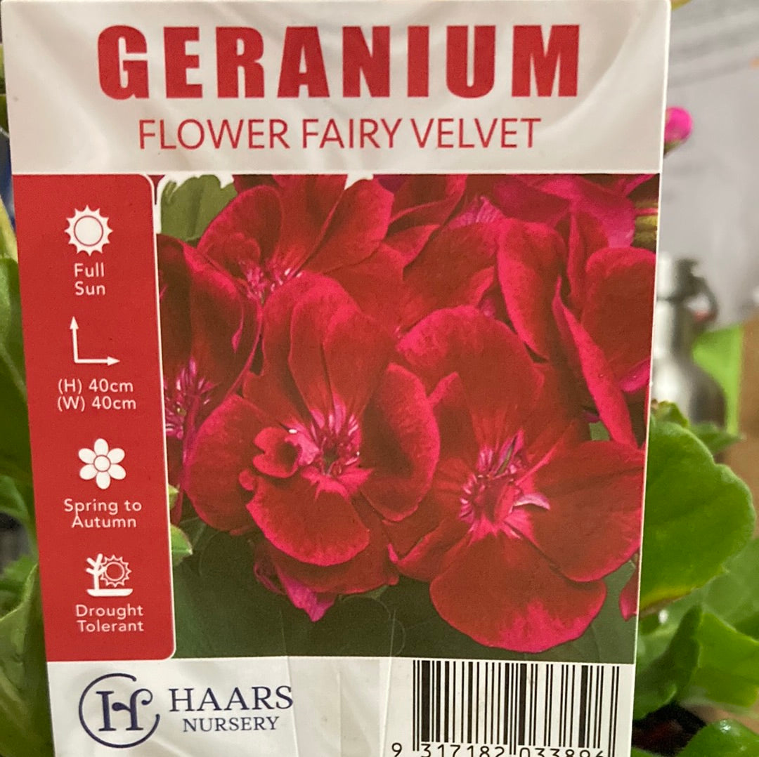 Geranium Flower Fairy Velvet 15cm
