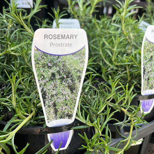 Rosmary 'Prostrate Rosemary' 14cm