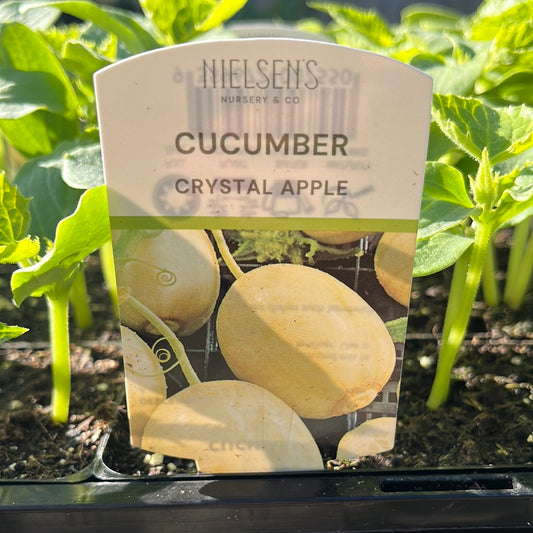 Cucumber Crystal Apple Punnet