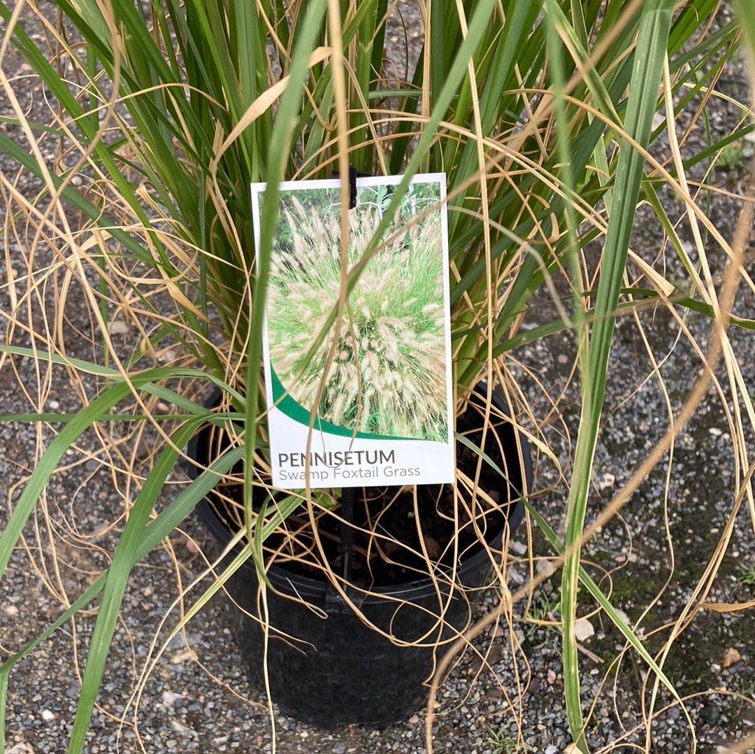 Pennisetum alopecuroides  'swamp foxtail grass' 18cm