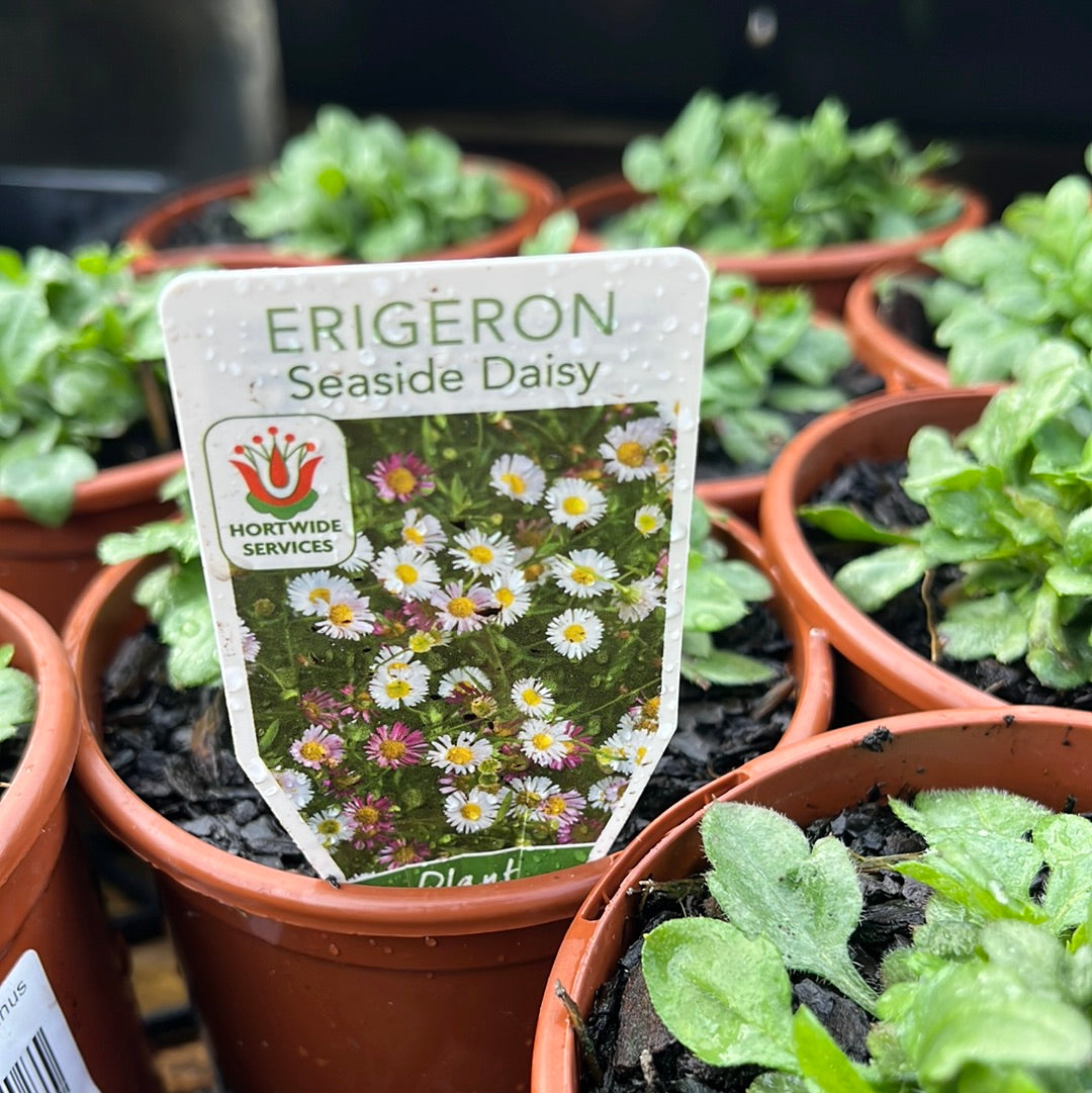 Erigeron karvinskianus 100mm