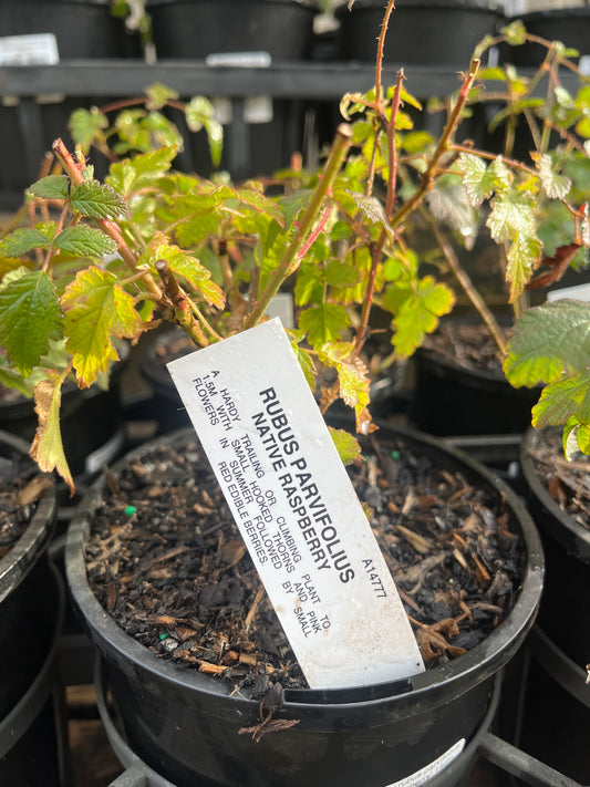 Raspberry Rubus parvifolius 'Native Raspberry' 14cm