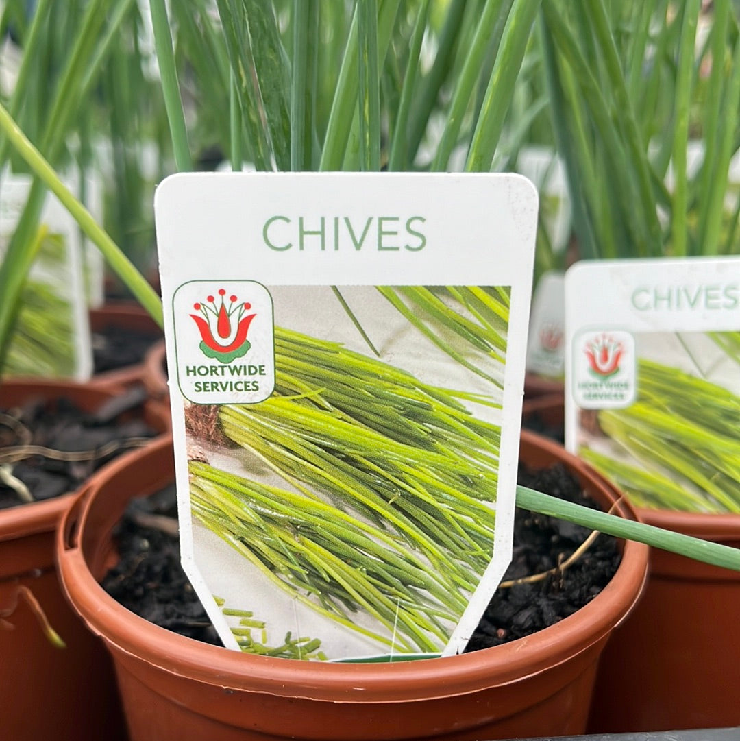 Chives 100mm