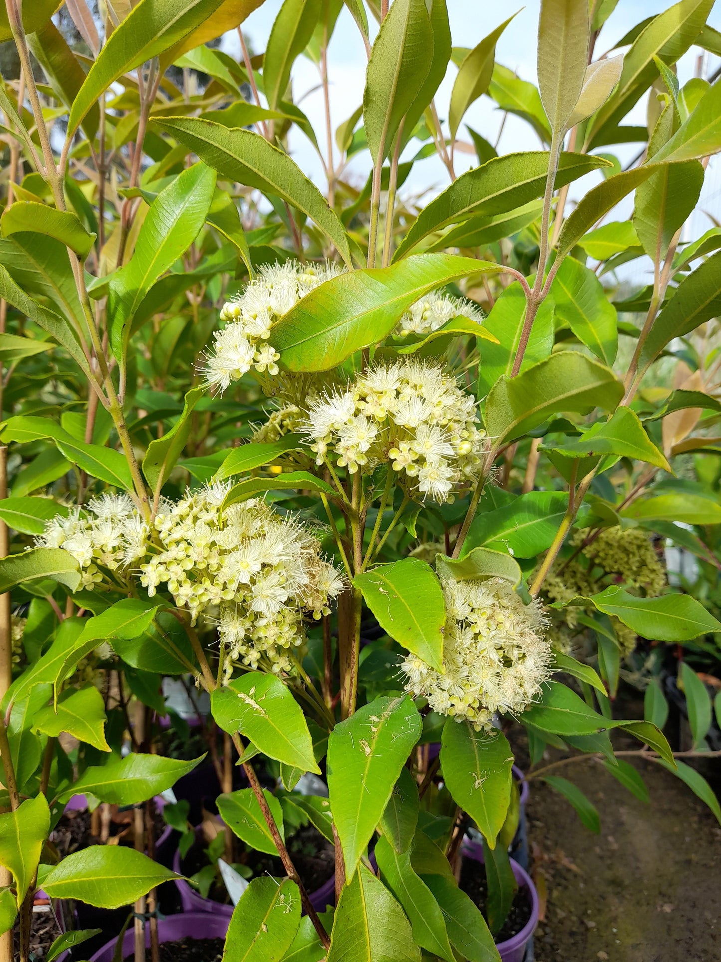 Backhousia citriodora 'Lemon Myrtle' 20cm