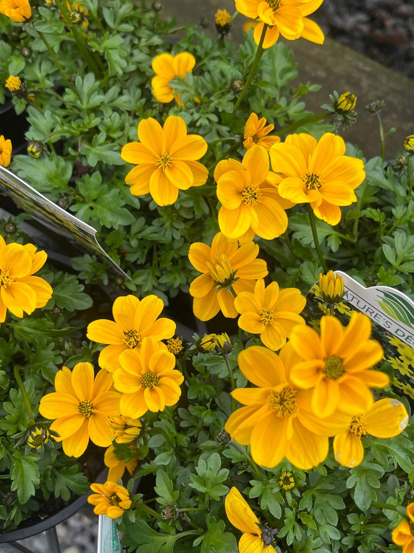 Bidens 'Sun Drop Compact' 14cm