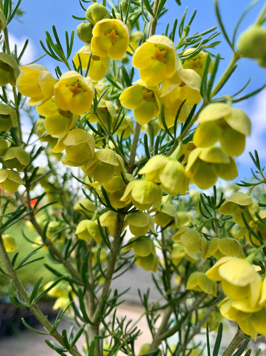 Boronia megastigma 'Lutea' 14cm