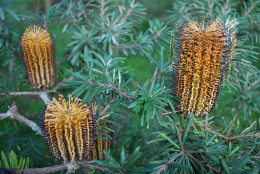 Banksia ‘Black Magic’ 20cm