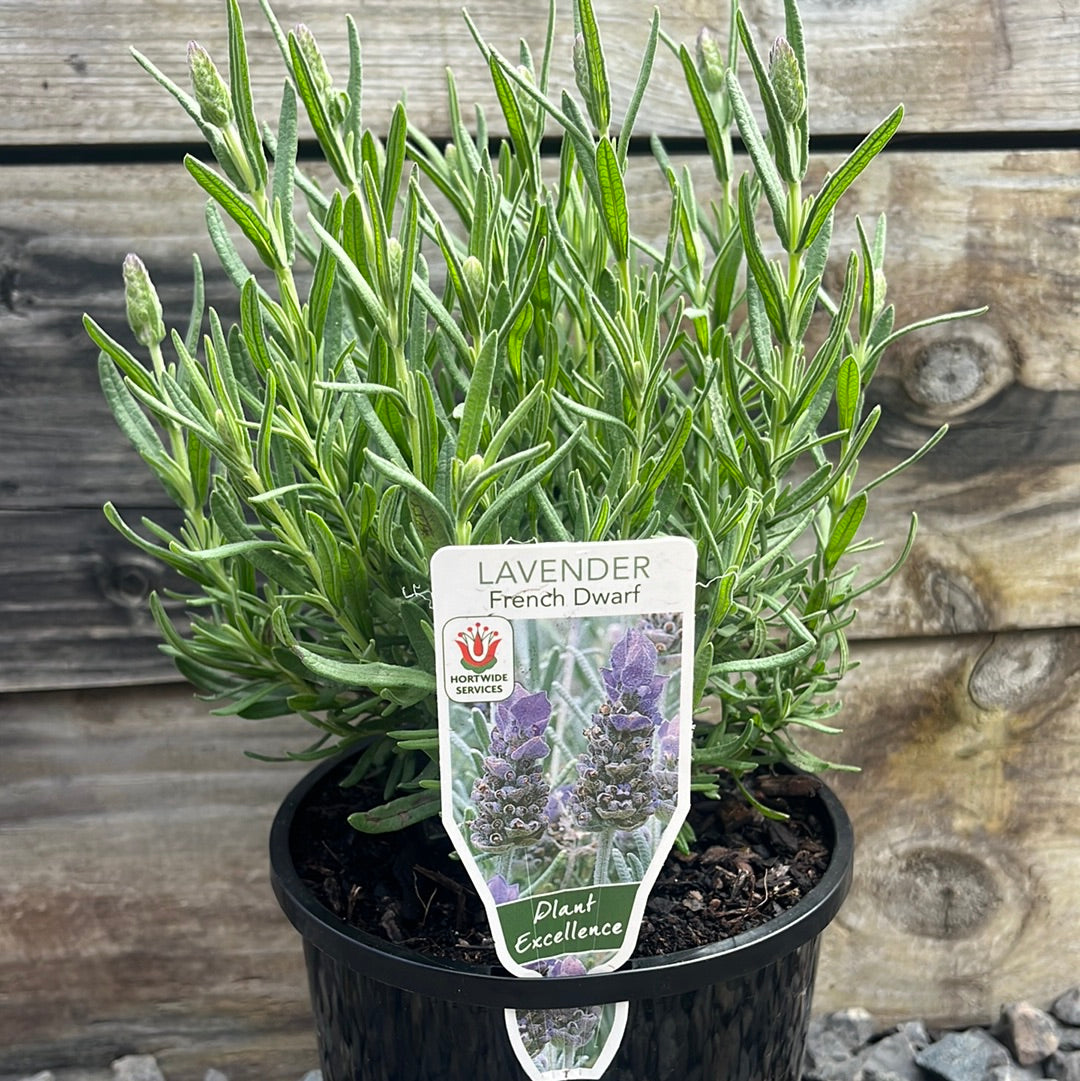 Lavender 'French Dwarf' 14cm