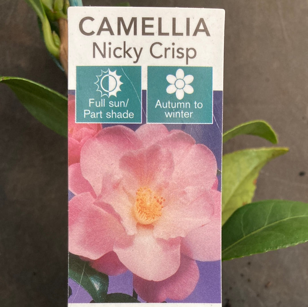 Camellia japonica 'Nicky Crisp' 7cm