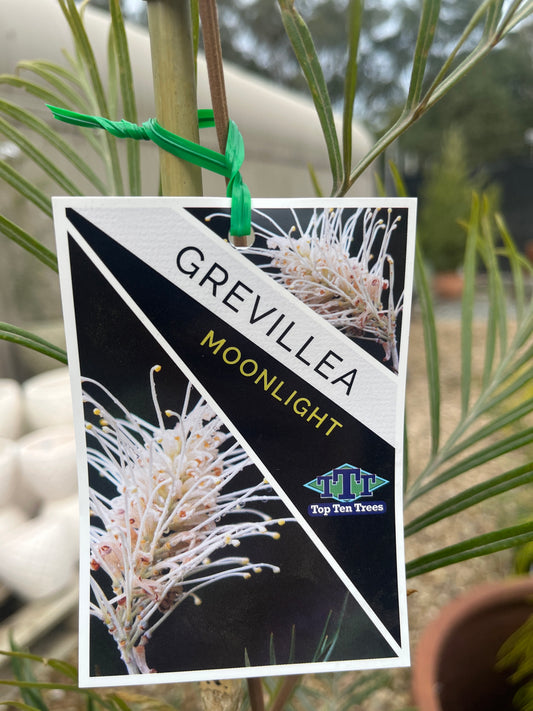 Grevillea 'Moonlight' 25cm