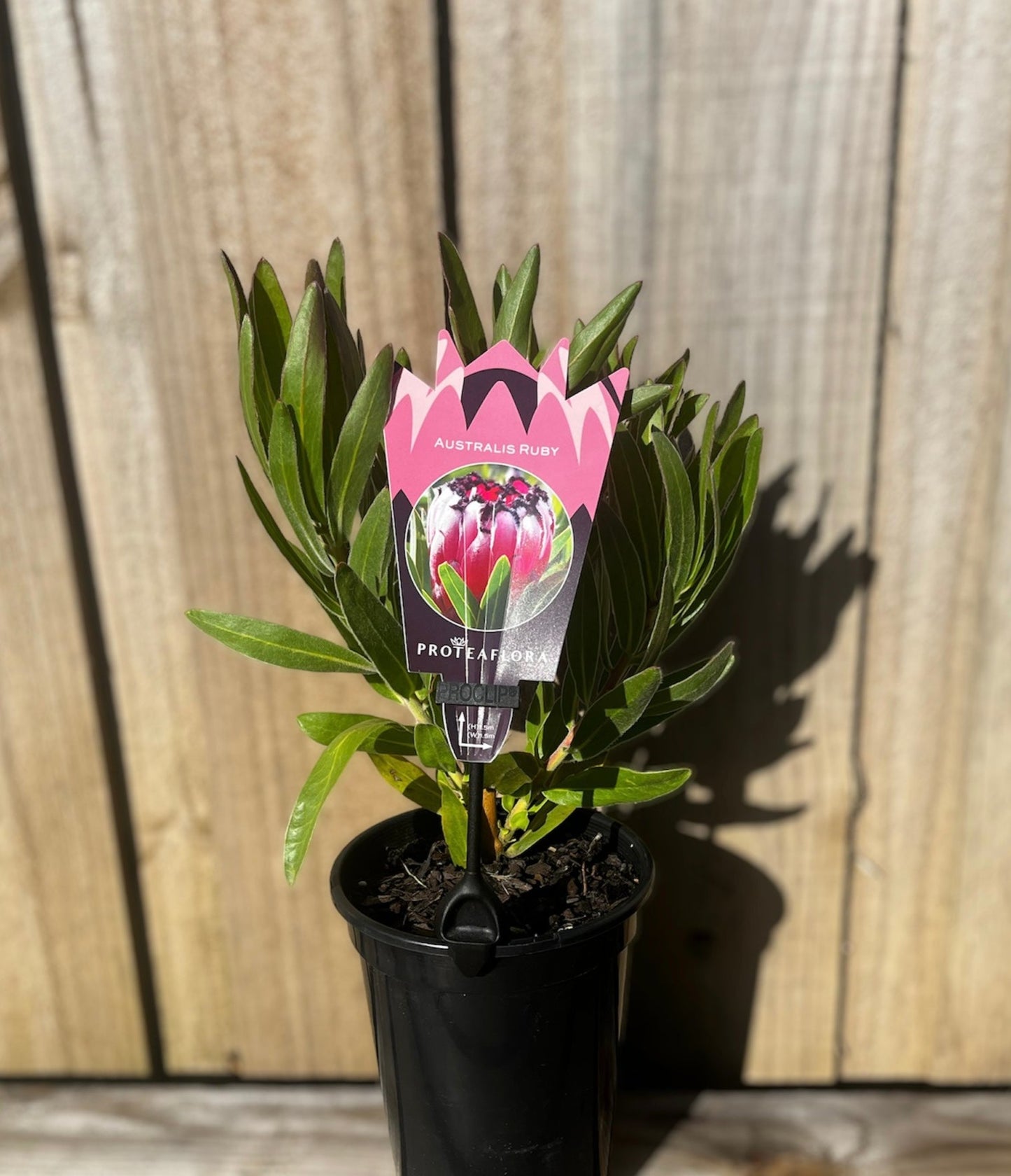 Protea neriifolia 'Australis Ruby' 14cm