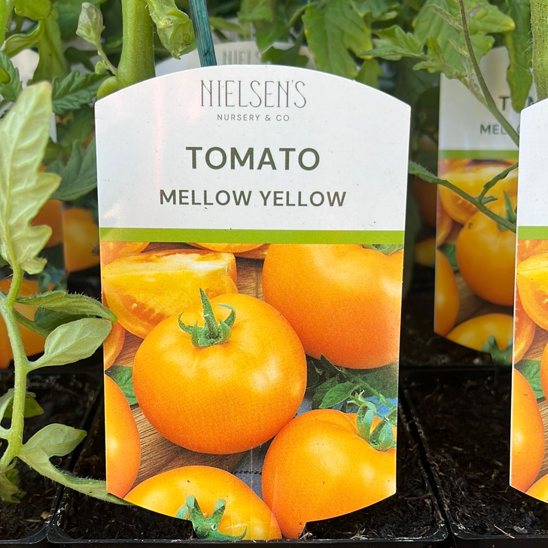 Tomato Mellow Yellow 100mm