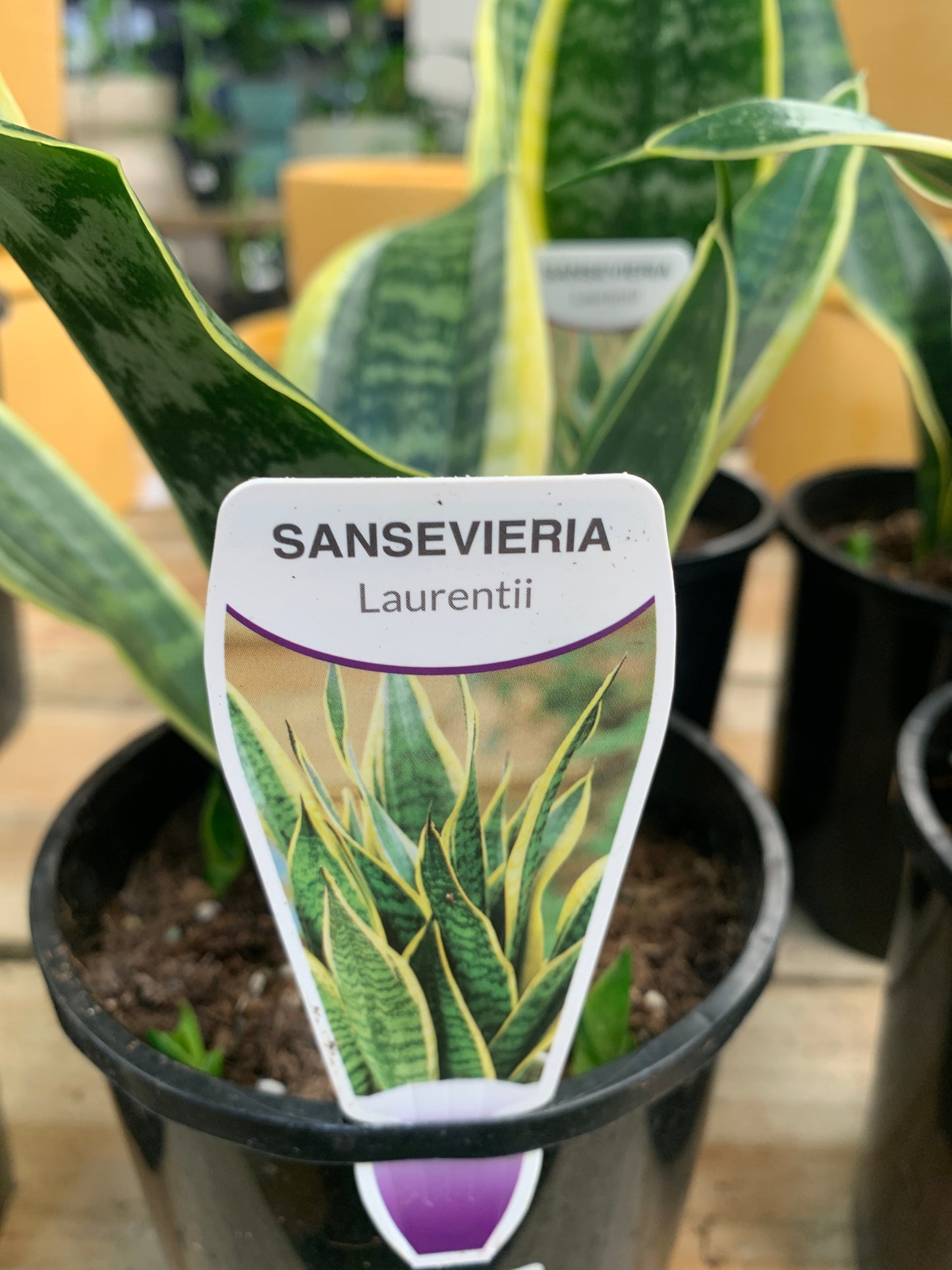 Sansevieria Mother In Law Tongue 14cm