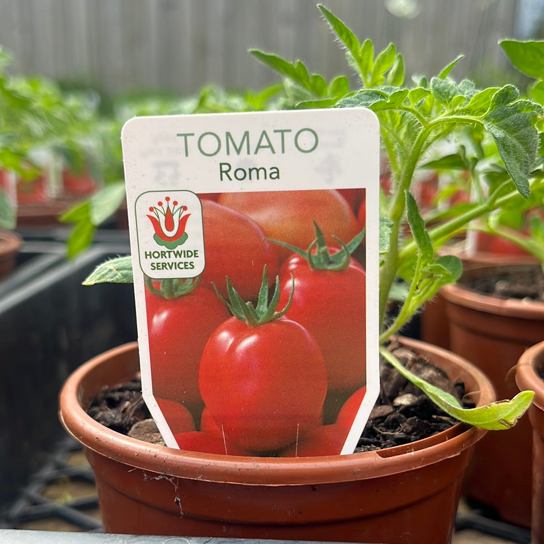 Tomato Roma 100mm