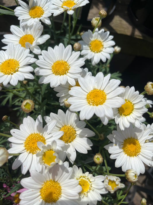 Argyranthemum 'Angelic Snow' 14cm