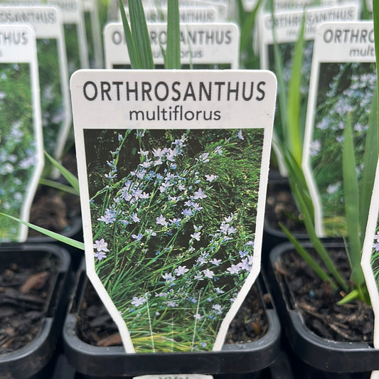 Orthrosanthus multiflorus 7cm