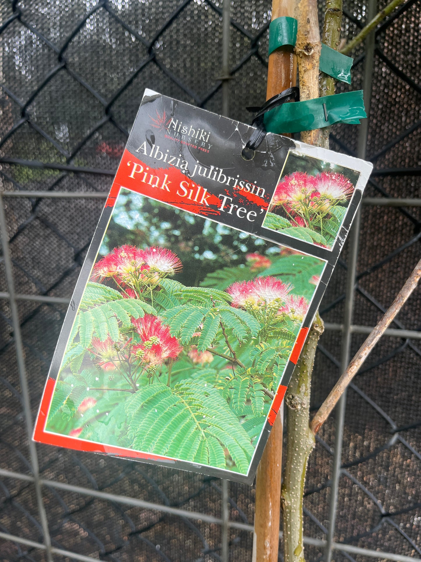 Albizia julibrissin 'Pink Silk Tree' 25cm