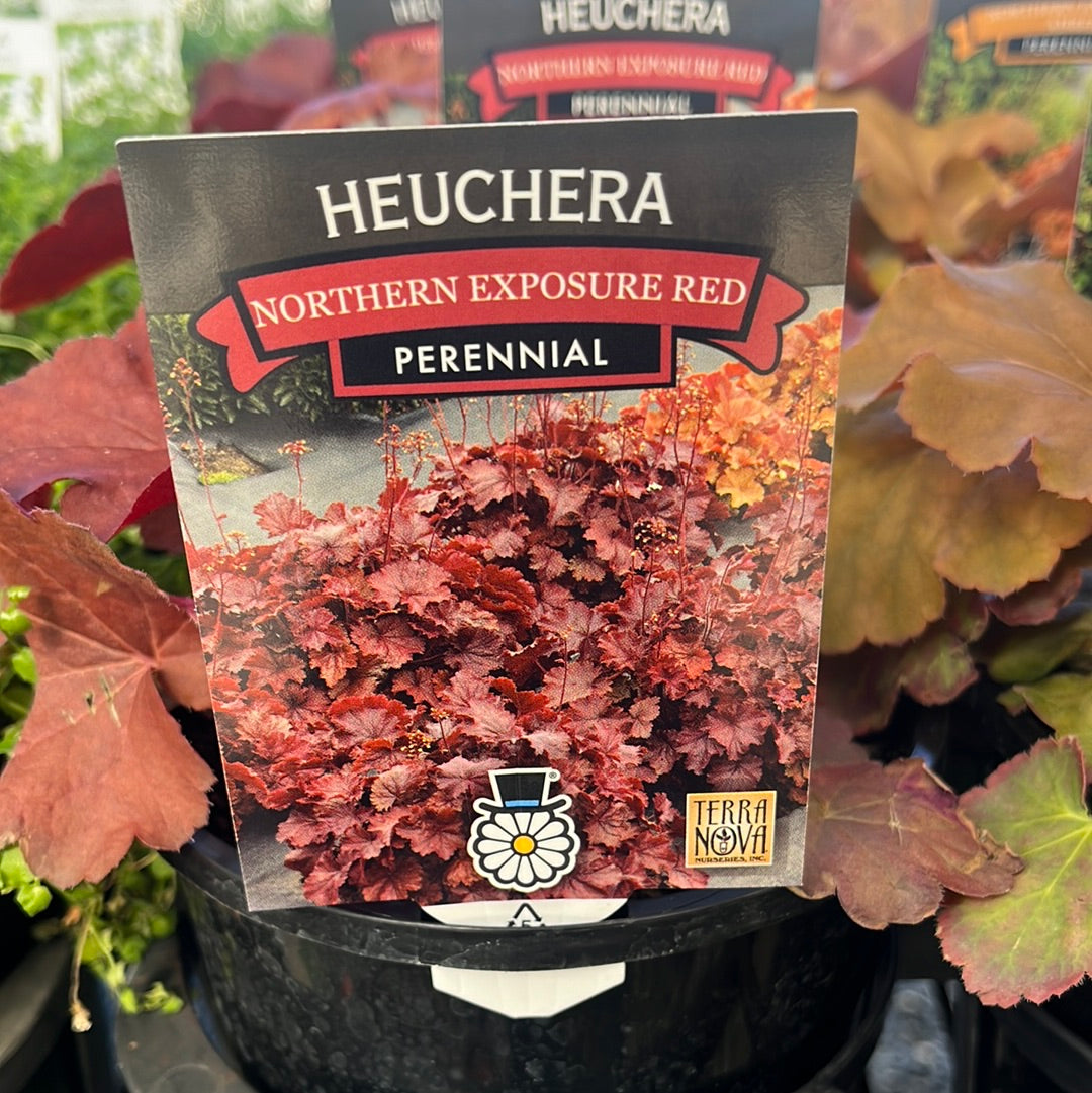 Heuchera 'Northern Exposure Red' 14cm