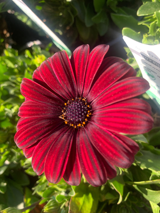 Osteospermum 'Serenity Red' 14cm