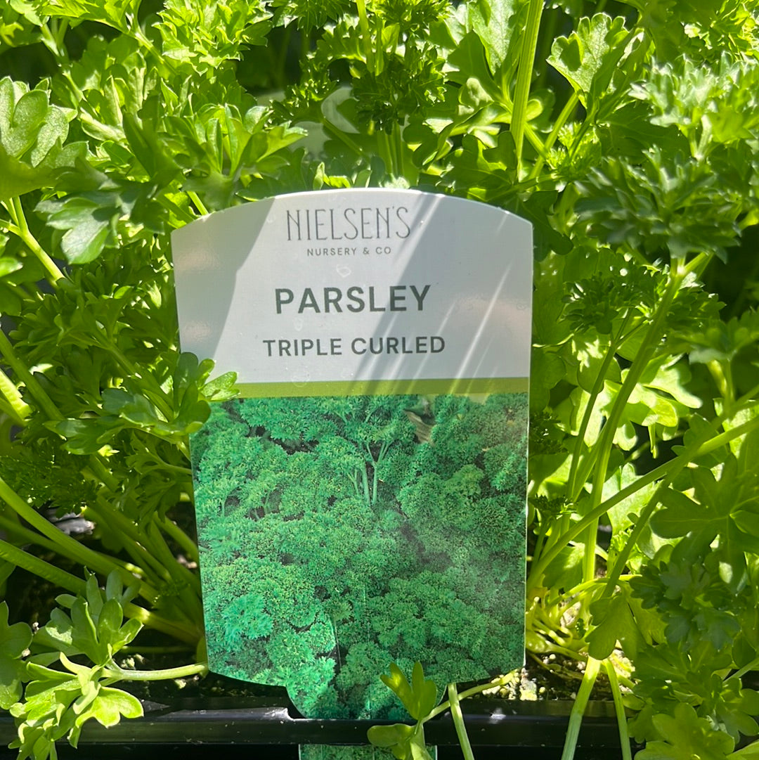 Parsley Curly 4 pack